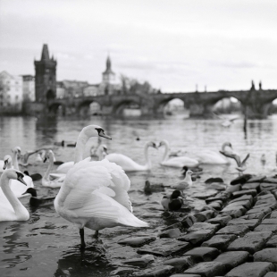 Labutě na Hergetově cihelně, fotografie č. 5